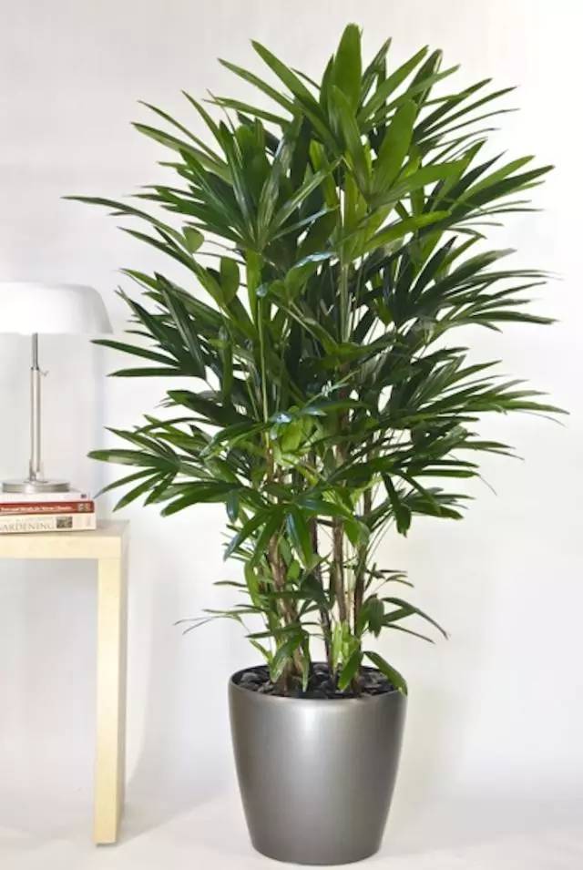 四,棕竹:其干茎较瘦,而树叶窄长,棕竹种在阳台,可保住宅平安.